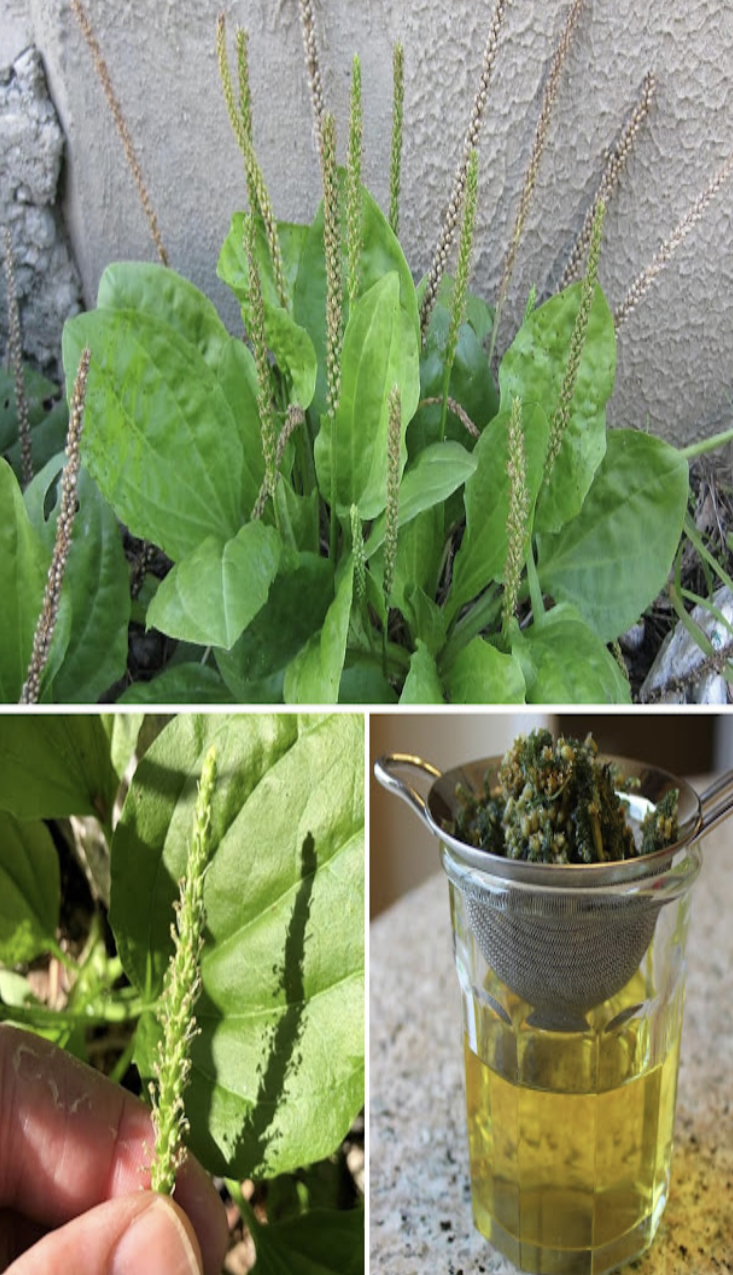 Plantain: properties and benefits of this wild medicinal herb
