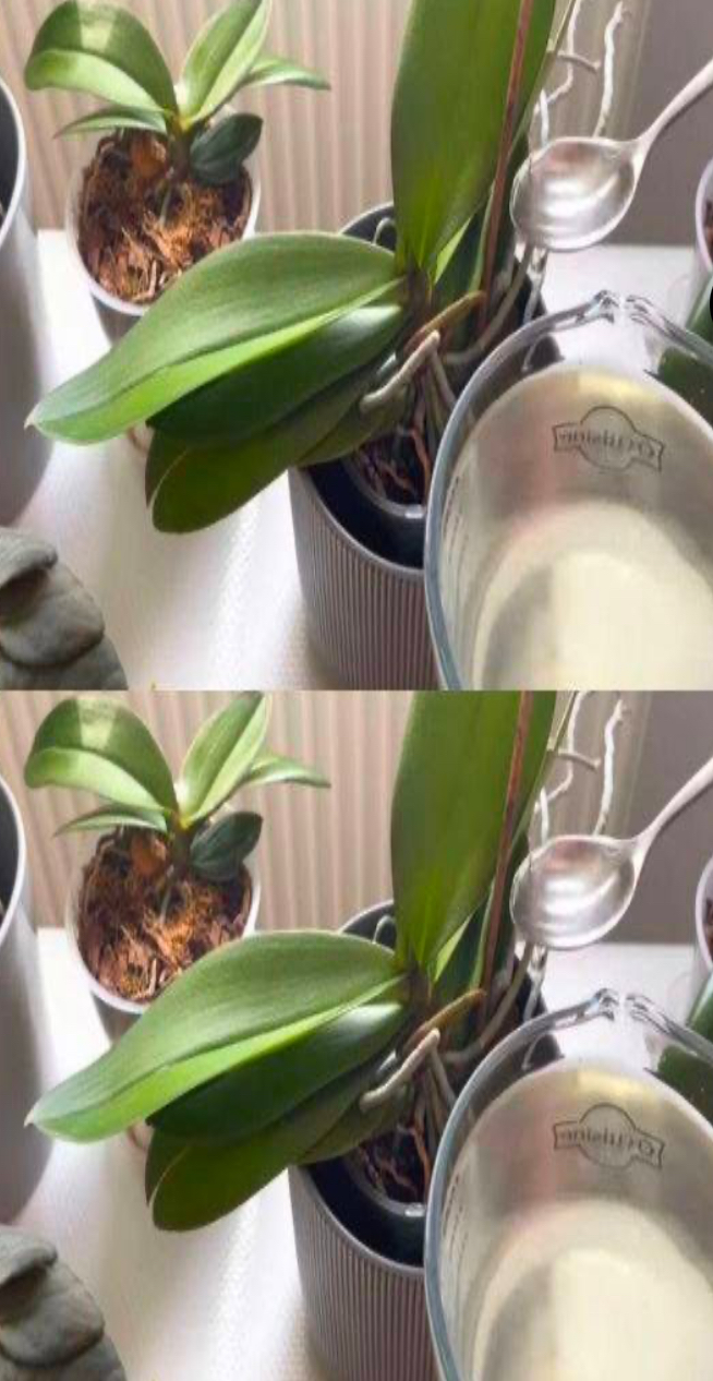 Orchids, 1 tablespoon is enough and they will bloom non-stop: very powerful fertilizer