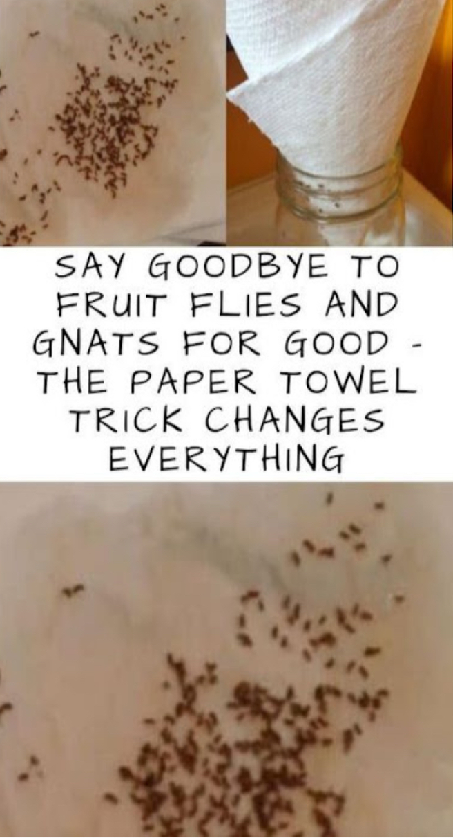 Say Goodbye To Fruit Flies And Gnats For Good – The Paper Towel Trick Changes Everything