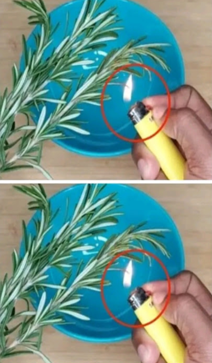 Burn rosemary at home, surprising what happens a few minutes later